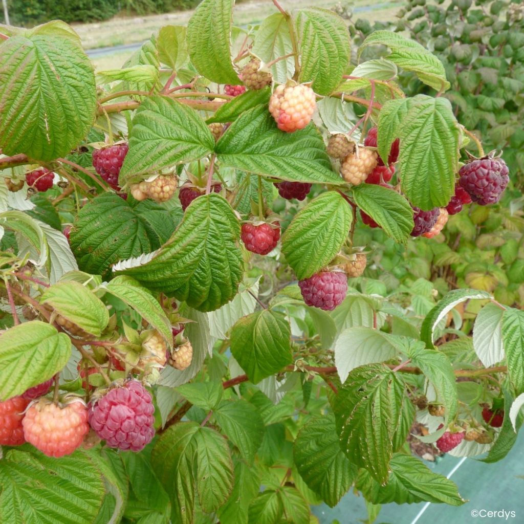 Raspberry Carmen Love - Rubus idaeus