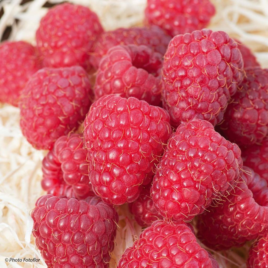 Rubus idaeus Marastar - Raspberry