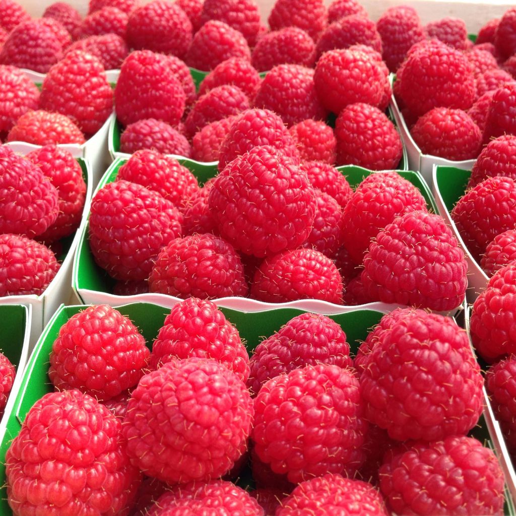 Rubus idaeus Paris - Raspberry