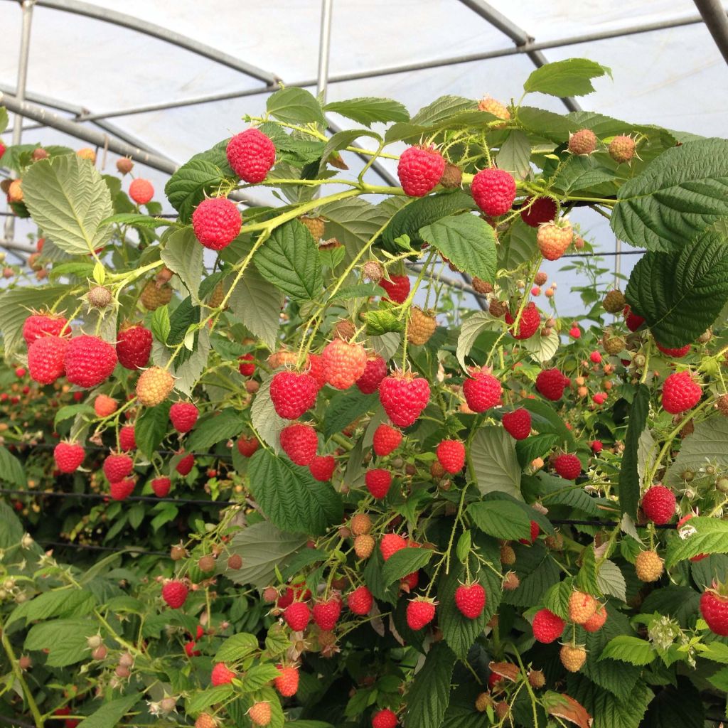 Rubus idaeus Paris - Raspberry