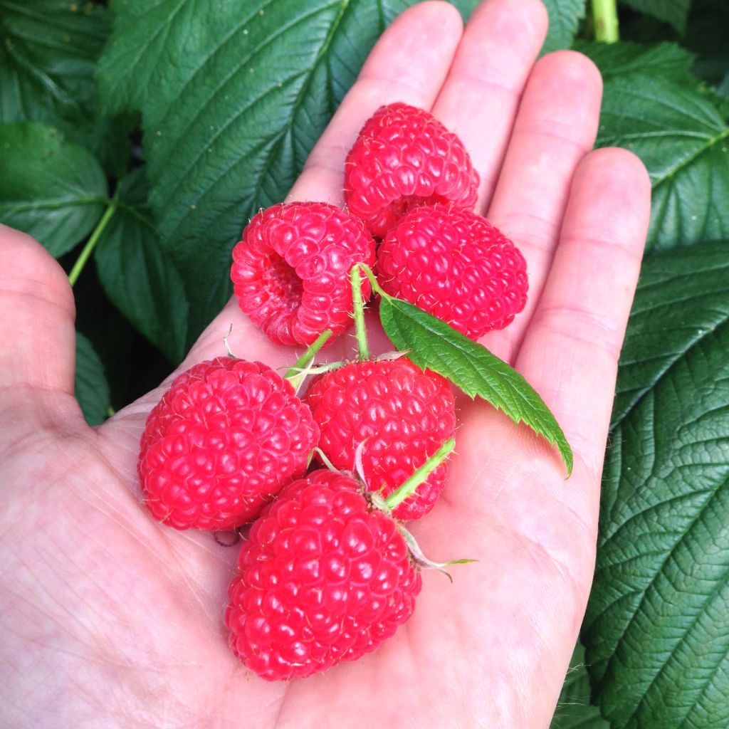 Rubus idaeus Paris - Raspberry