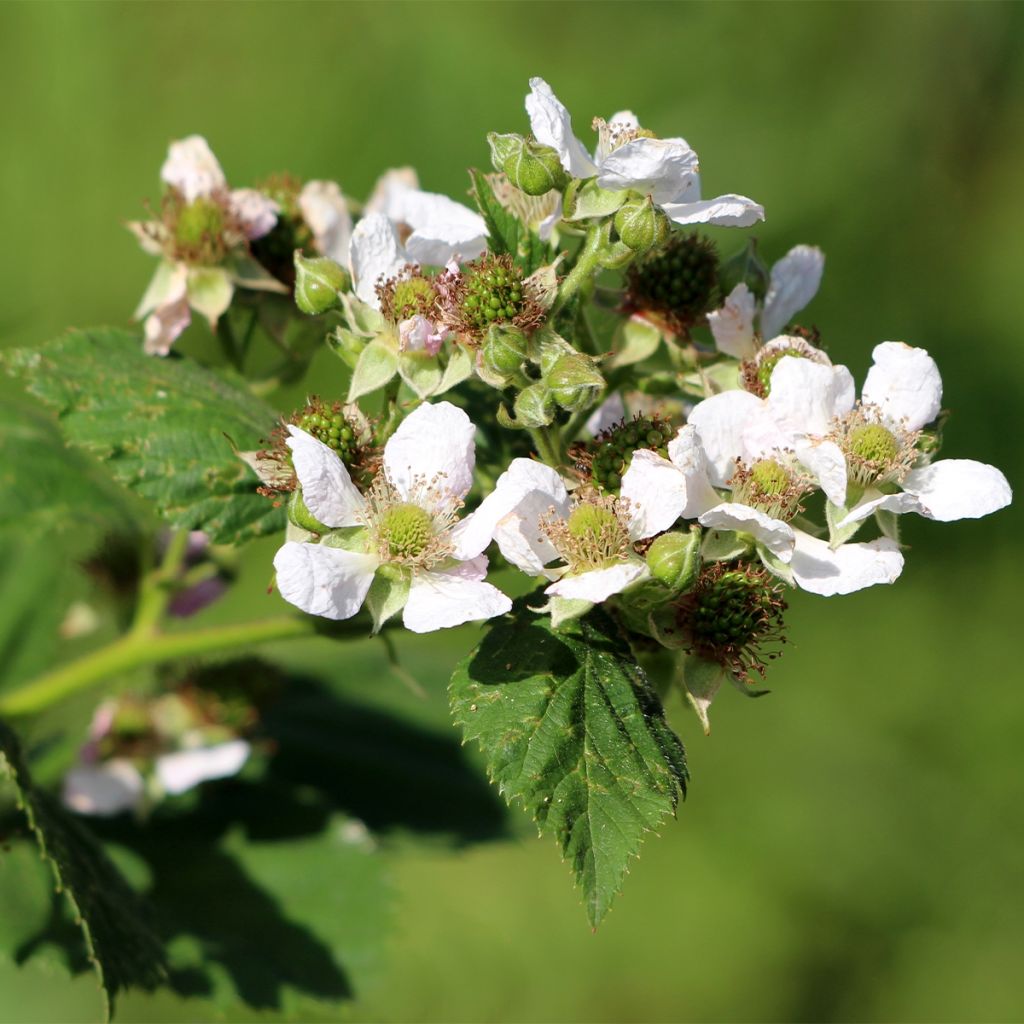 Raspberry Schönemann - Rubus idaeus