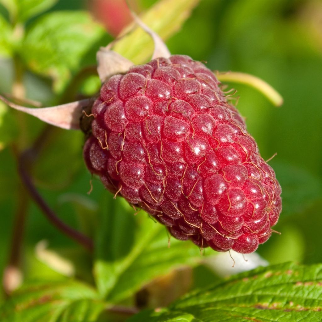 Raspberry Schönemann - Rubus idaeus