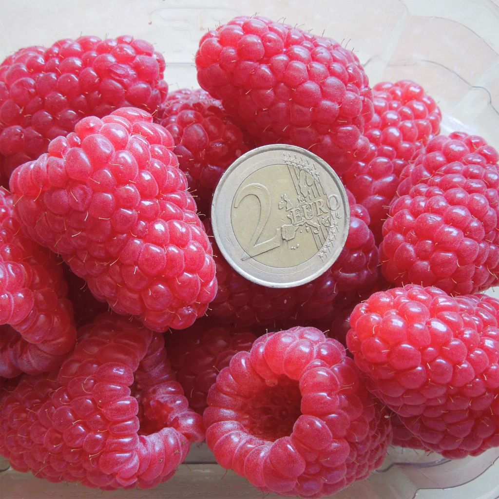 Rubus idaeus Versailles - Raspberry