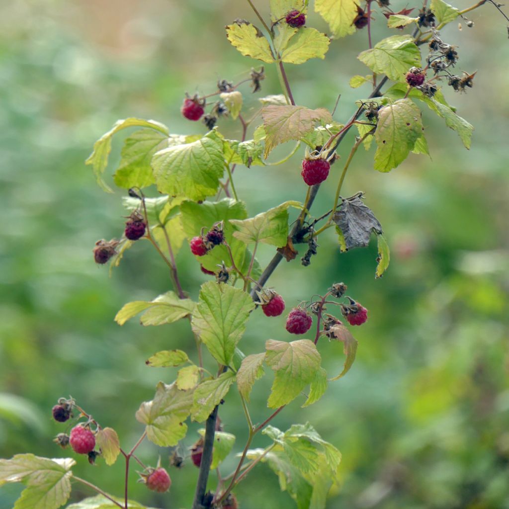 Raspberry Autumn Belle (Everbearing) - Rubus idaeus