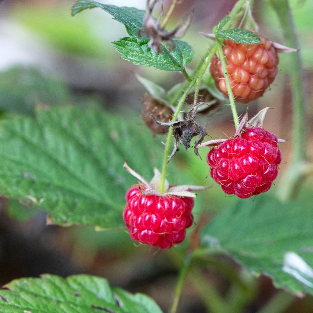 Raspberry September - Rubus idaeus