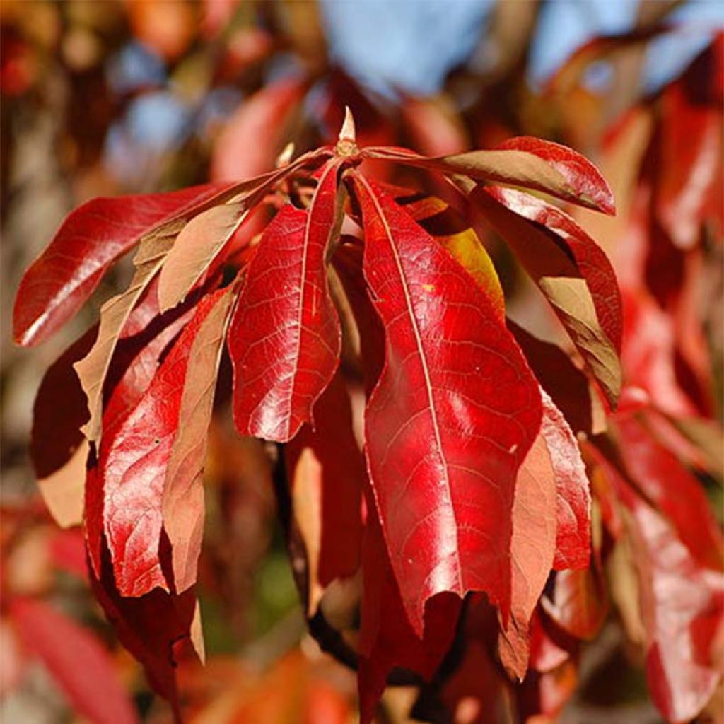 Franklinia alatamaha