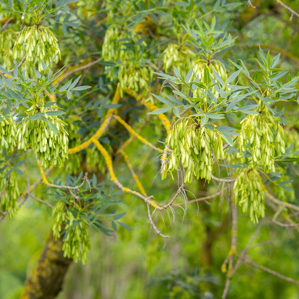 Fraxinus angustifolia - Ash