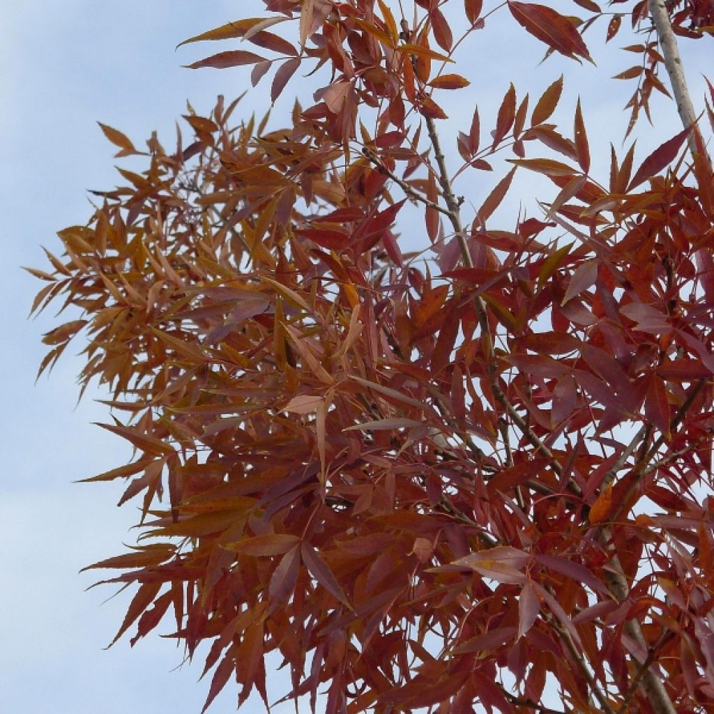 Fraxinus angustifolia Raywood - Ash