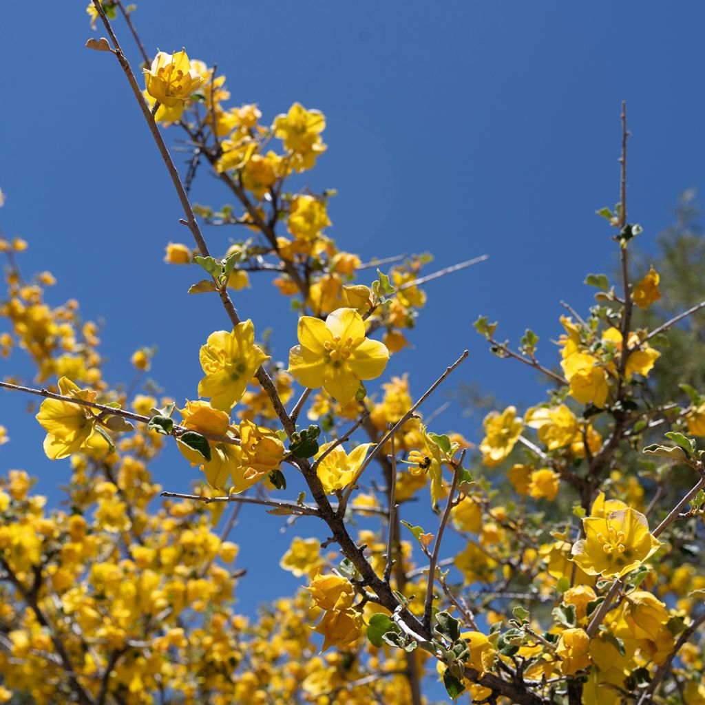 Fremontodendron californicum