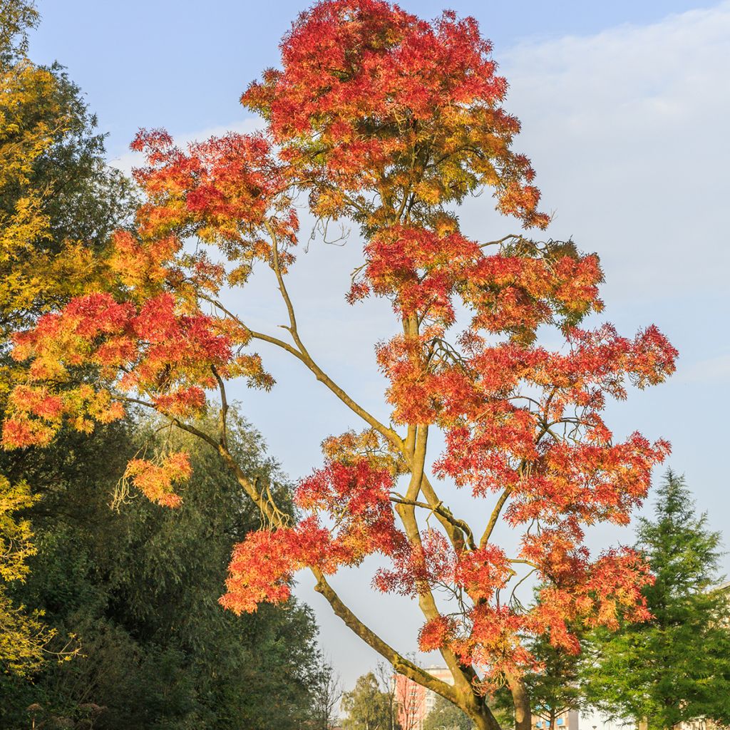 Fraxinus angustifolia Raywood - Ash