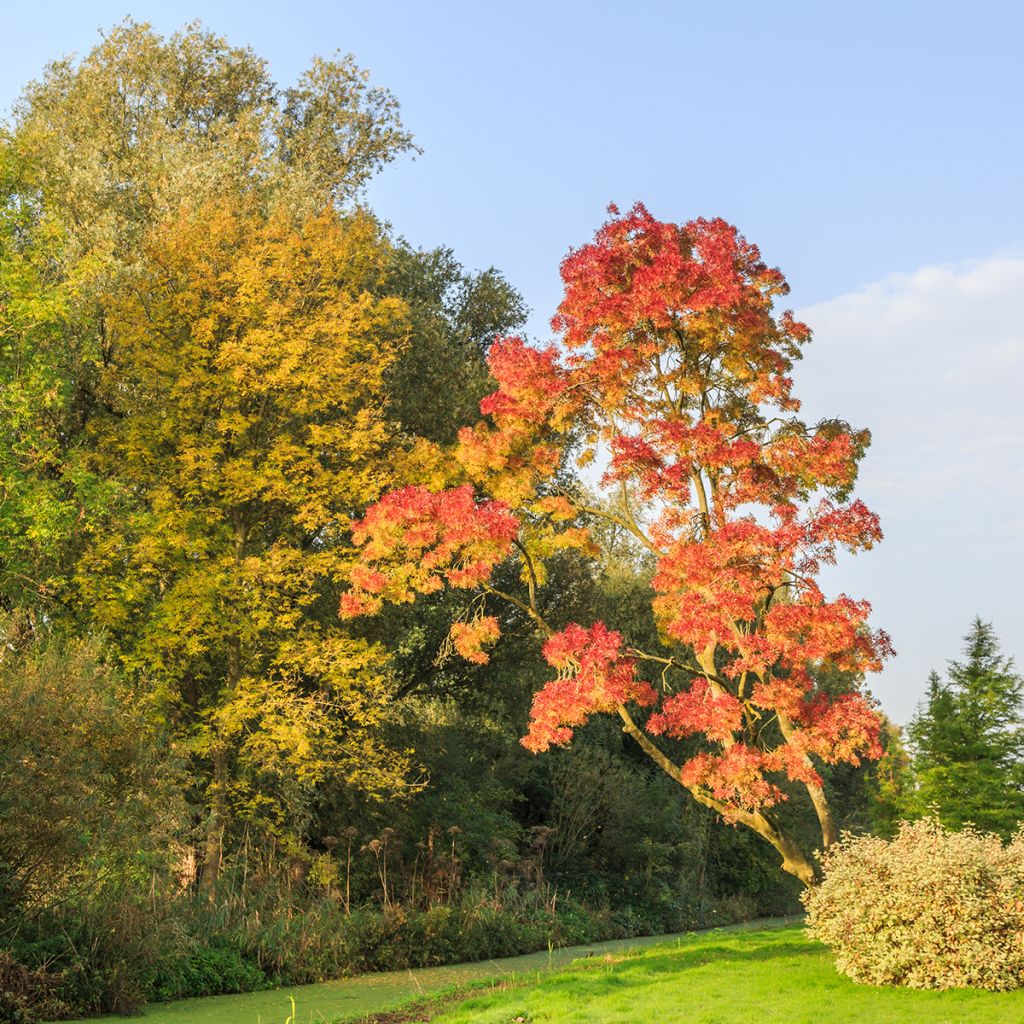 Fraxinus angustifolia Raywood - Ash