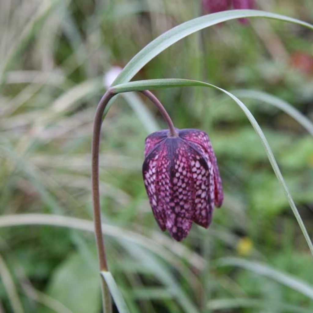 Fritillaria meleagris - Snake's Head Fritillary
