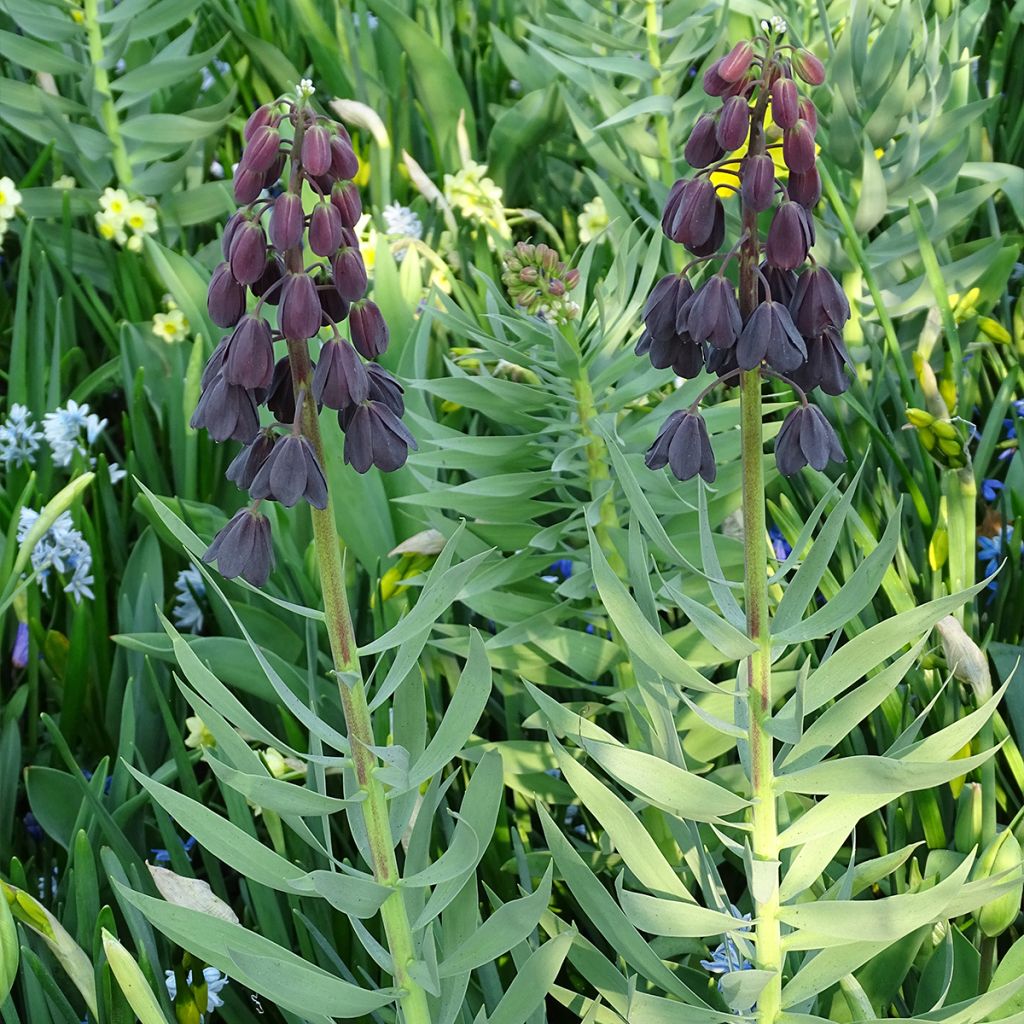 Fritillaria persica Adiyaman
