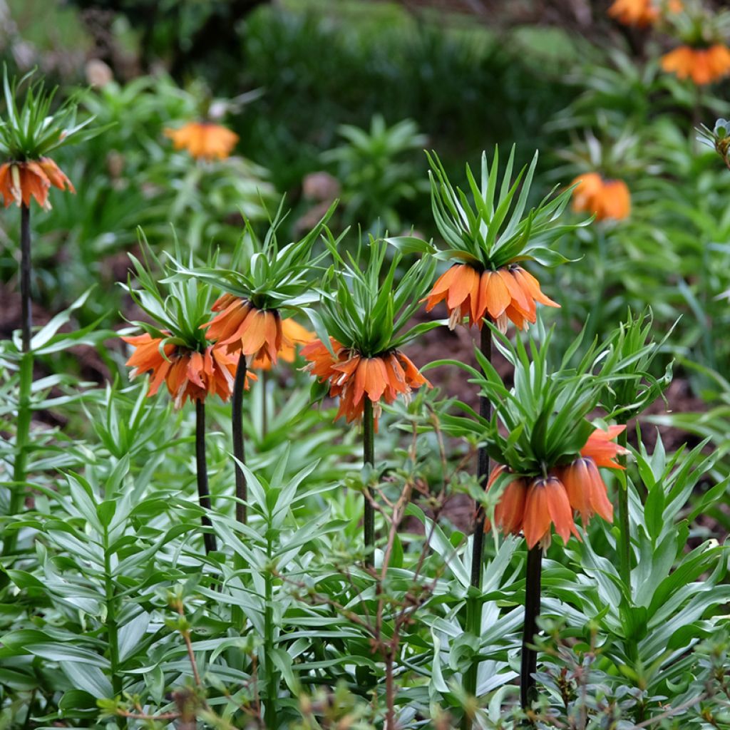 Fritillaria imperialis Sunset