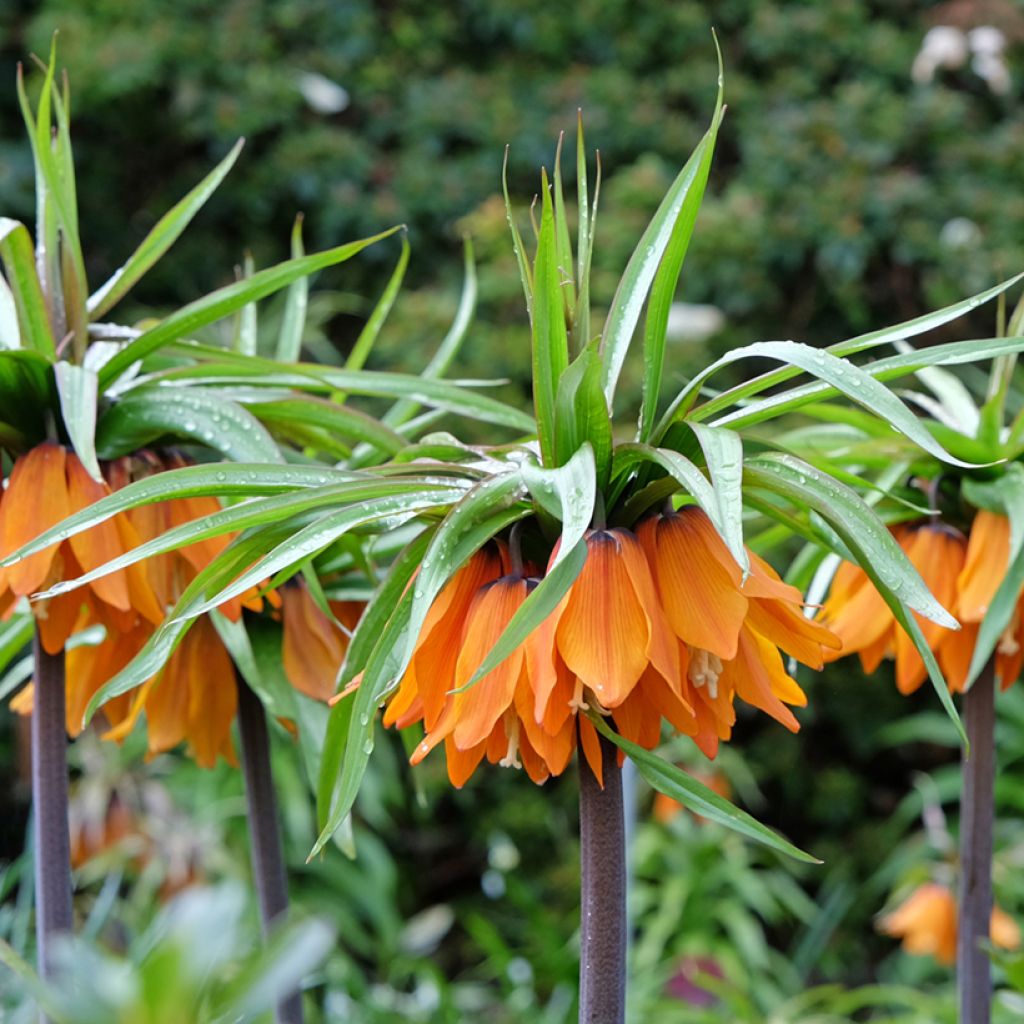 Fritillaria imperialis Sunset