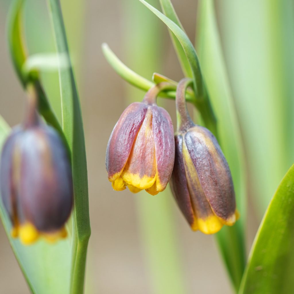 Fritillaria michailovskyi