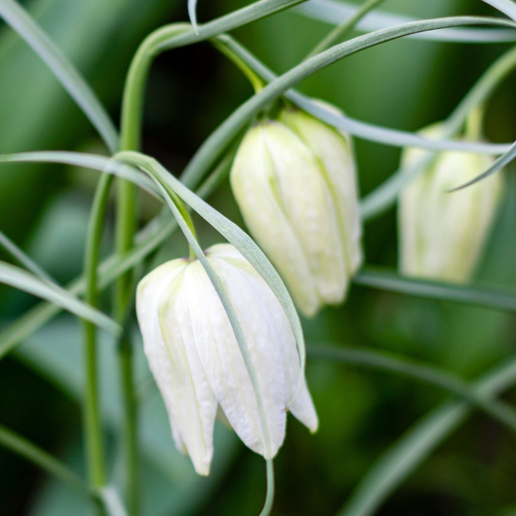 Fritillaria meleagris Alba
