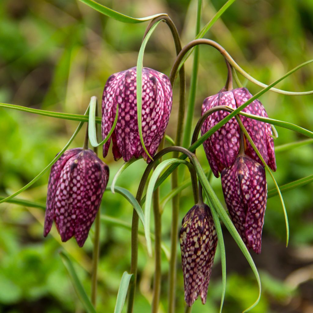 Fritillaria meleagris - Snake's Head Fritillary