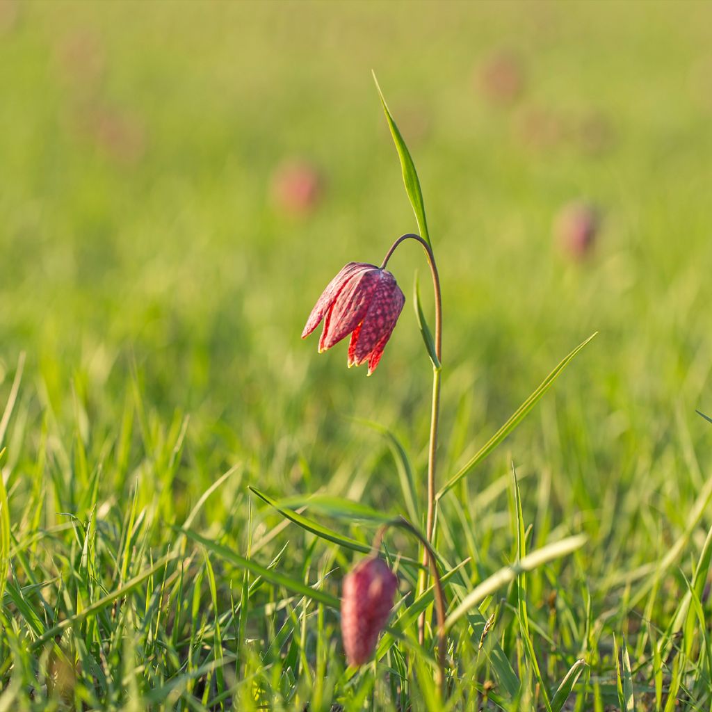 Fritillaria meleagris - Snake's Head Fritillary