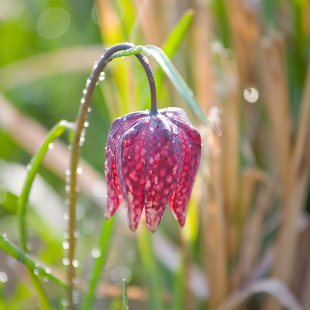 Fritillaria meleagris - Snake's Head Fritillary