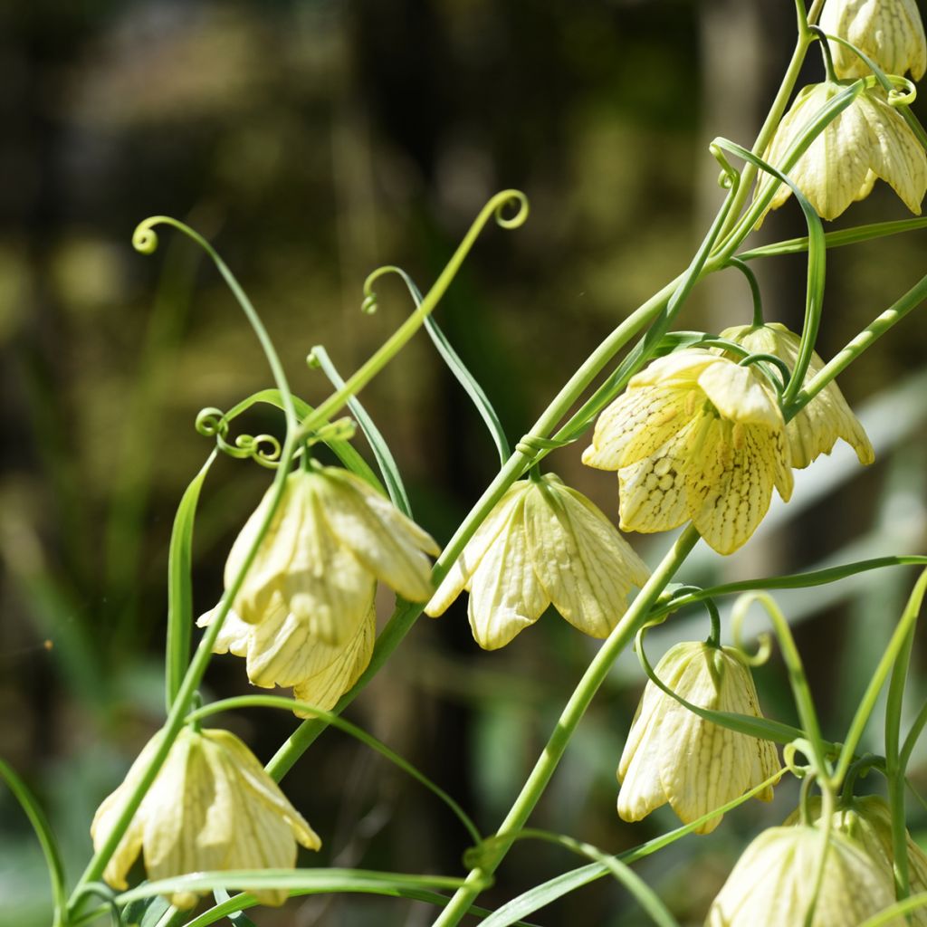 Fritillaire thunbergii - Zhe bei mu
