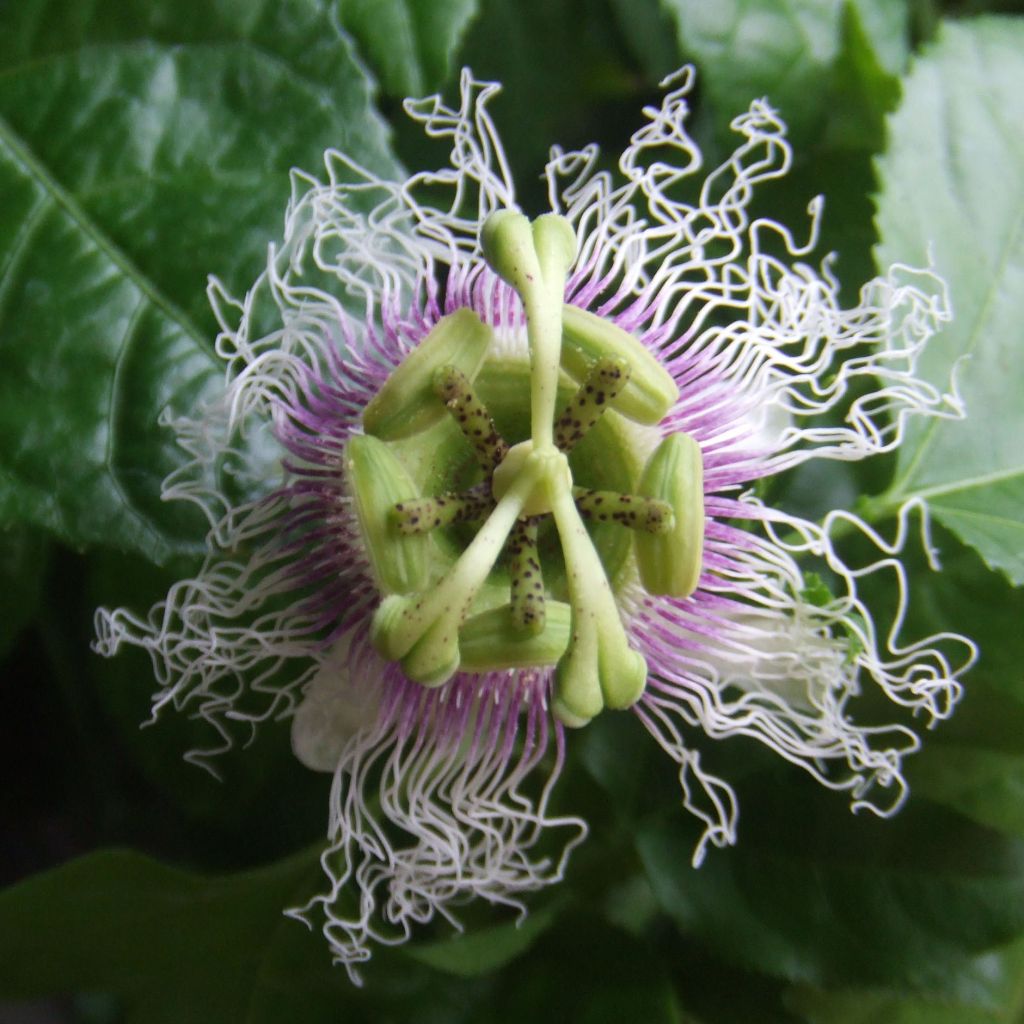 Passiflora edulis