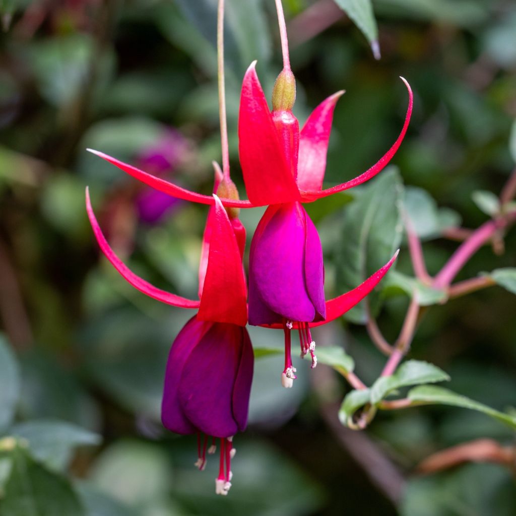 Fuchsia Angela 