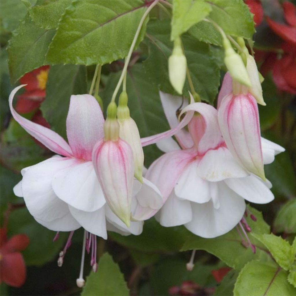 Fuchsia hybrida Annabel