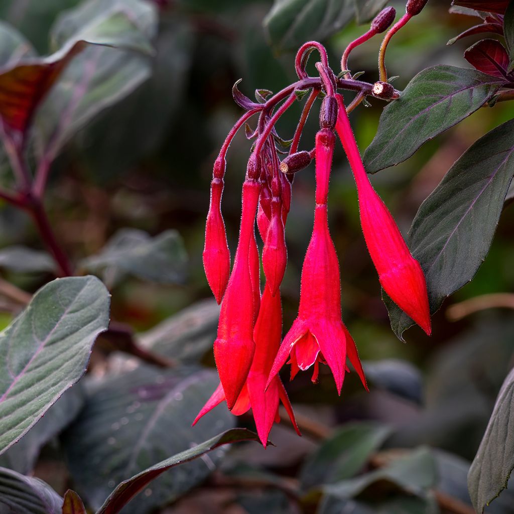 Fuchsia Gartenmeister Bonstedt