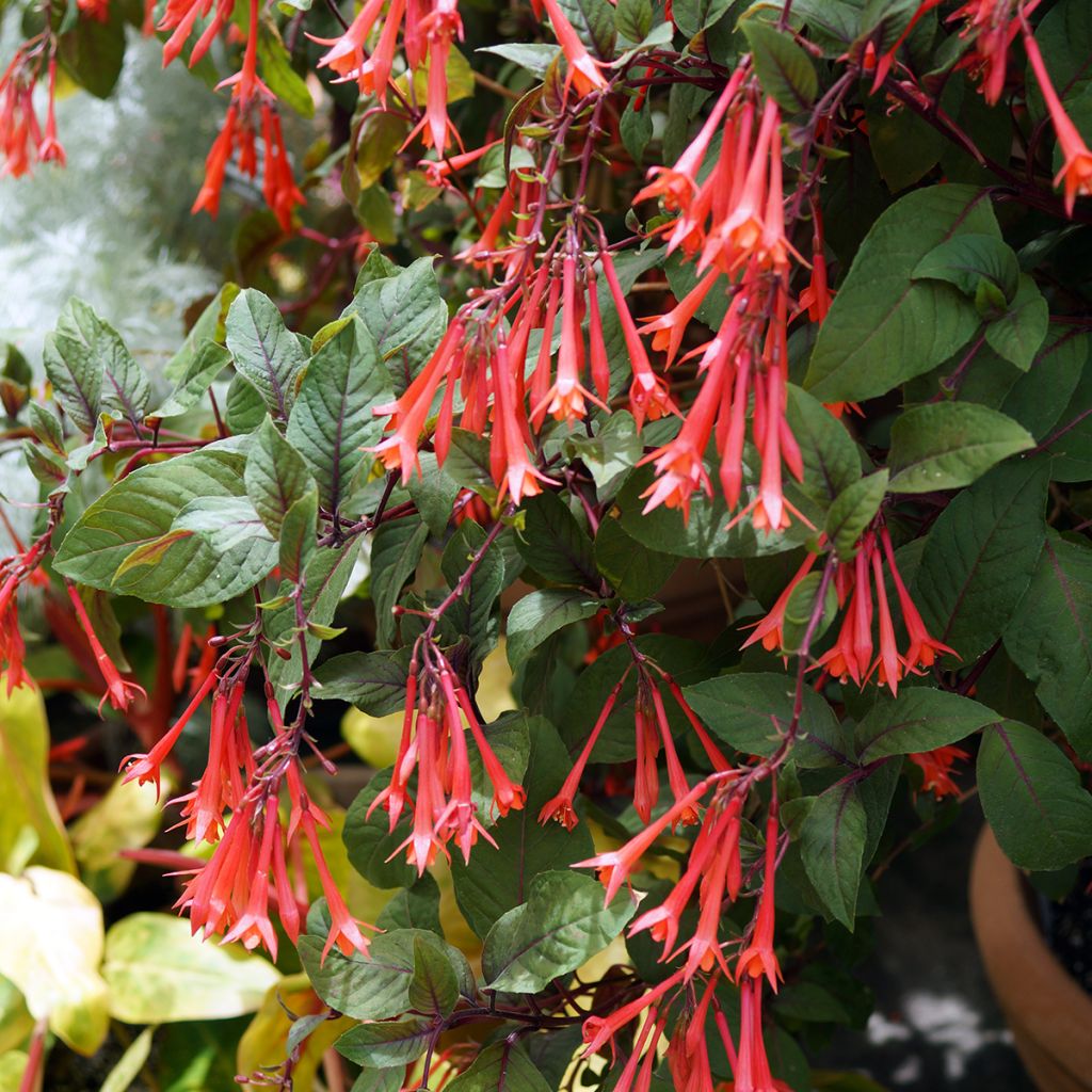 Fuchsia Gartenmeister Bonstedt