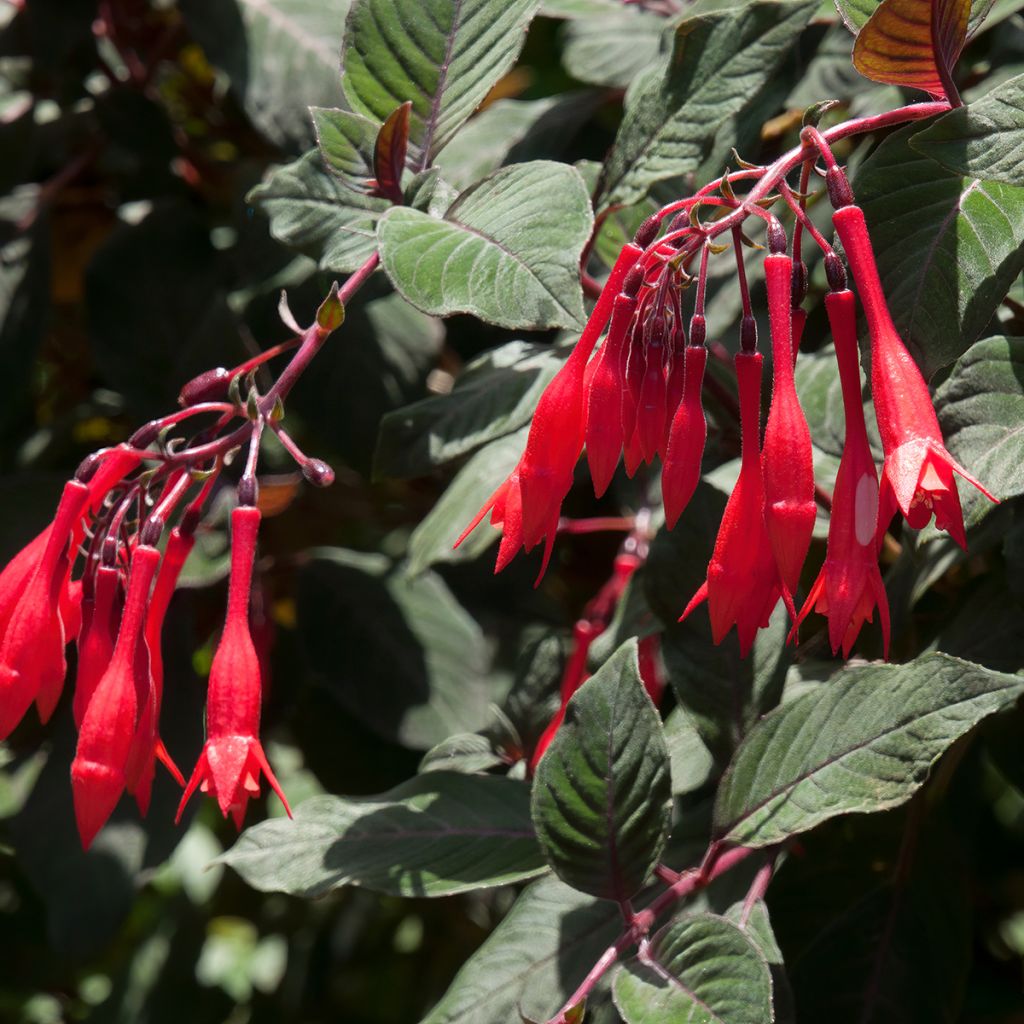 Fuchsia Gartenmeister Bonstedt