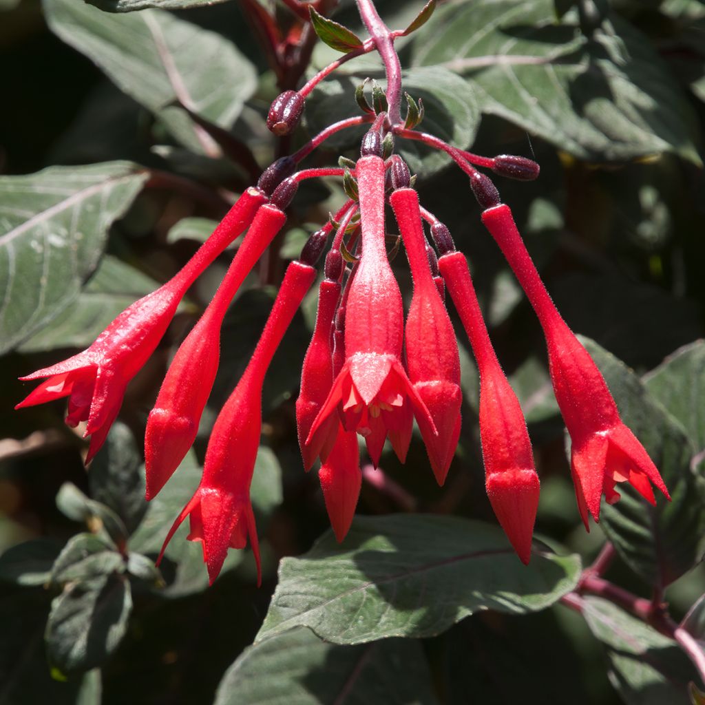 Fuchsia Gartenmeister Bonstedt