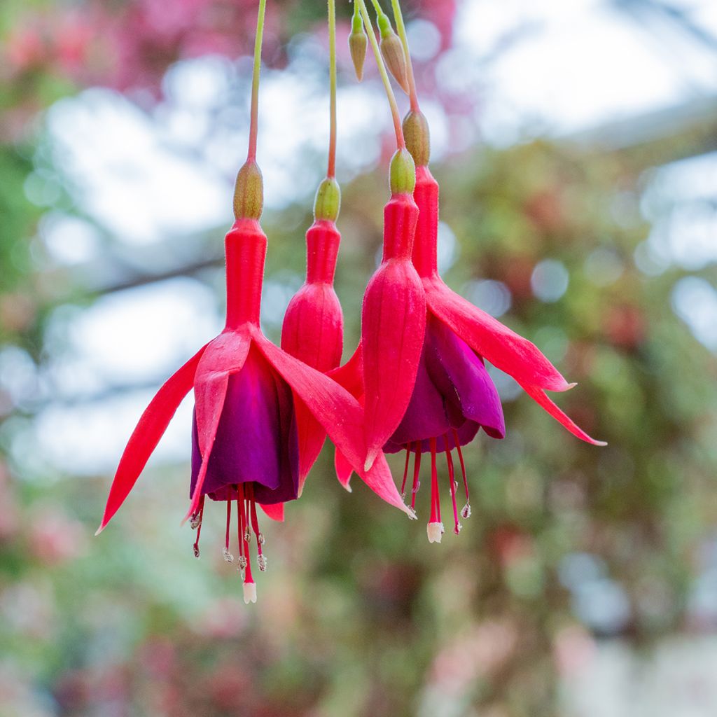 Fuchsia magellanica Genii