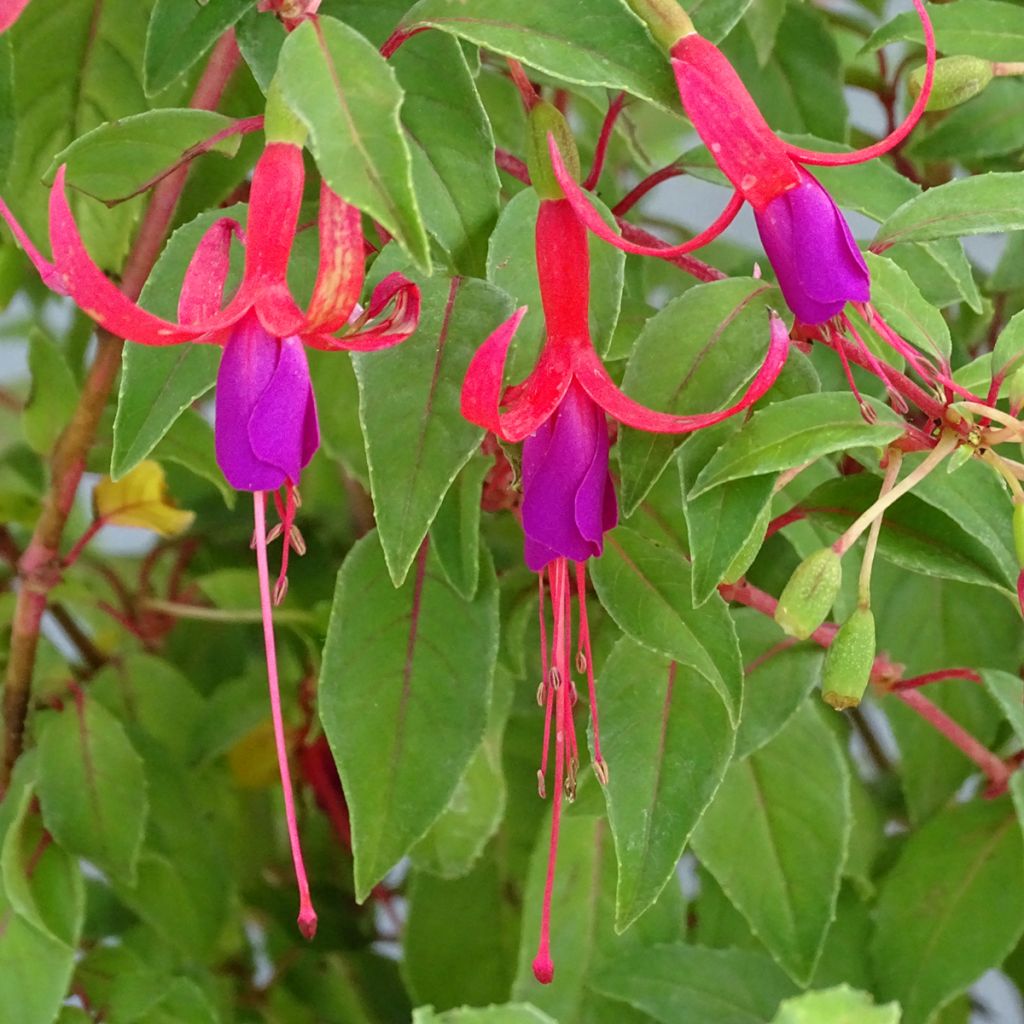 Fuchsia magellanica Genii