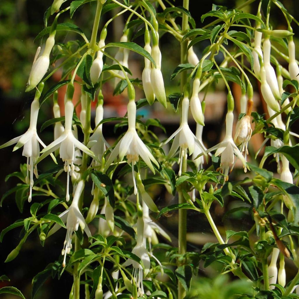 Fuchsia magellanica Hawkshead