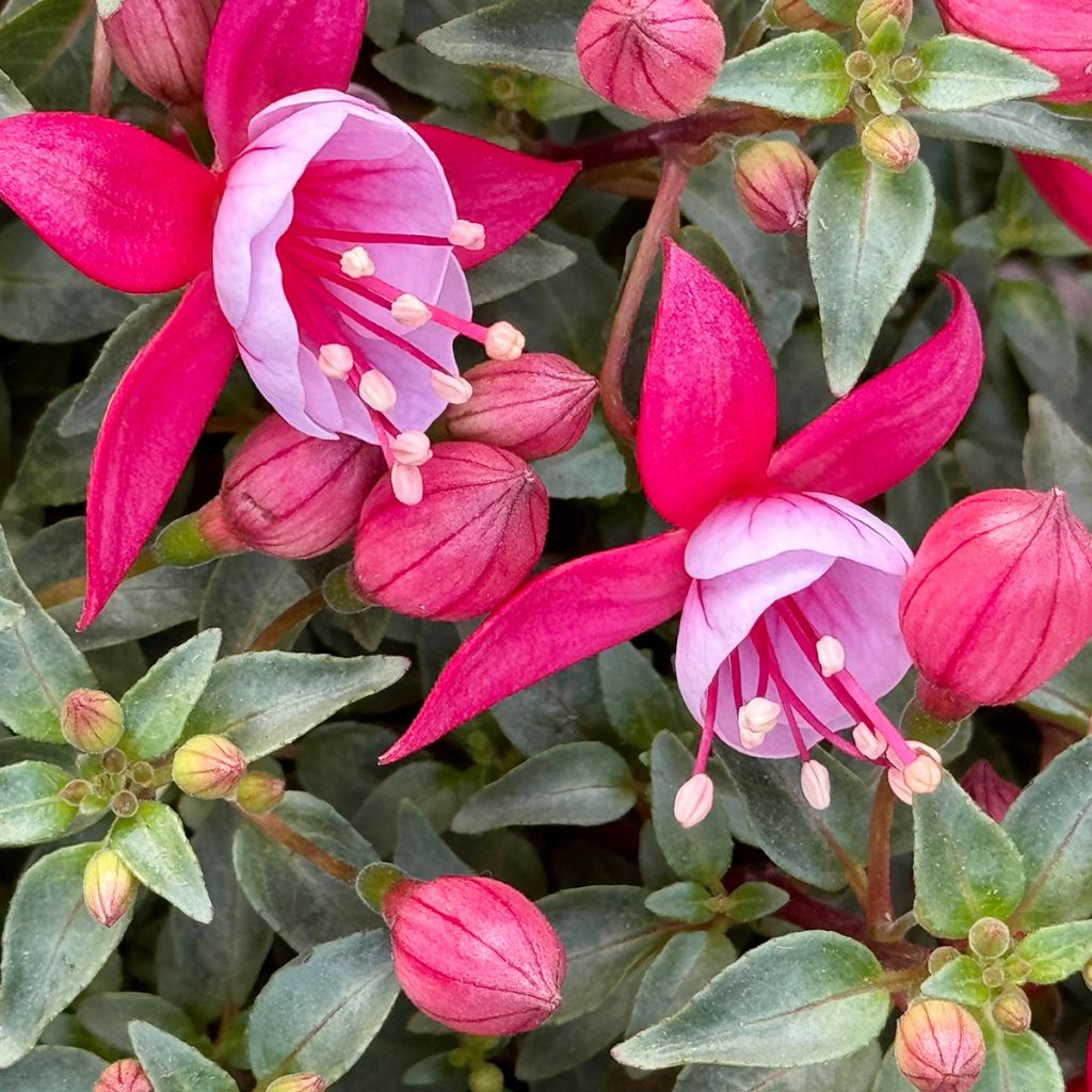 Fuchsia Heidi Ann