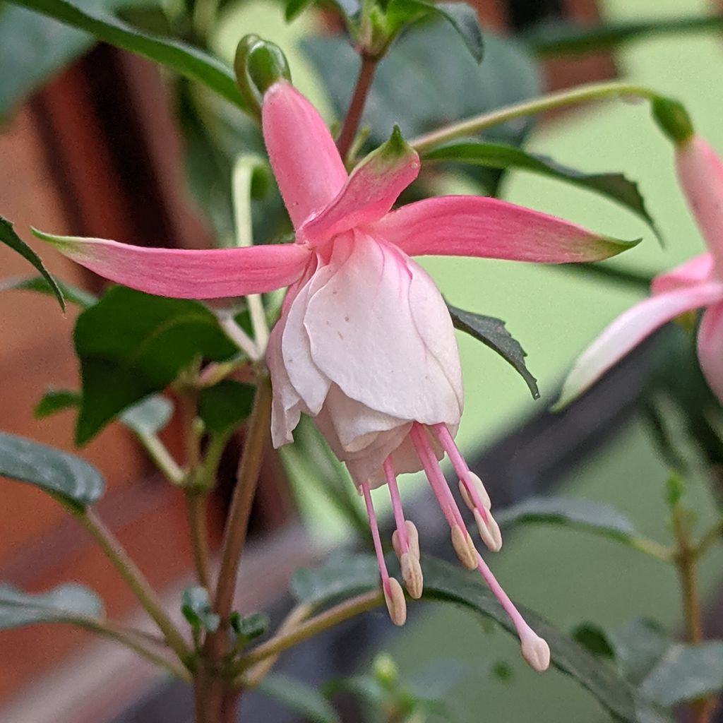 Fuchsia Summer Melody Sunantonio