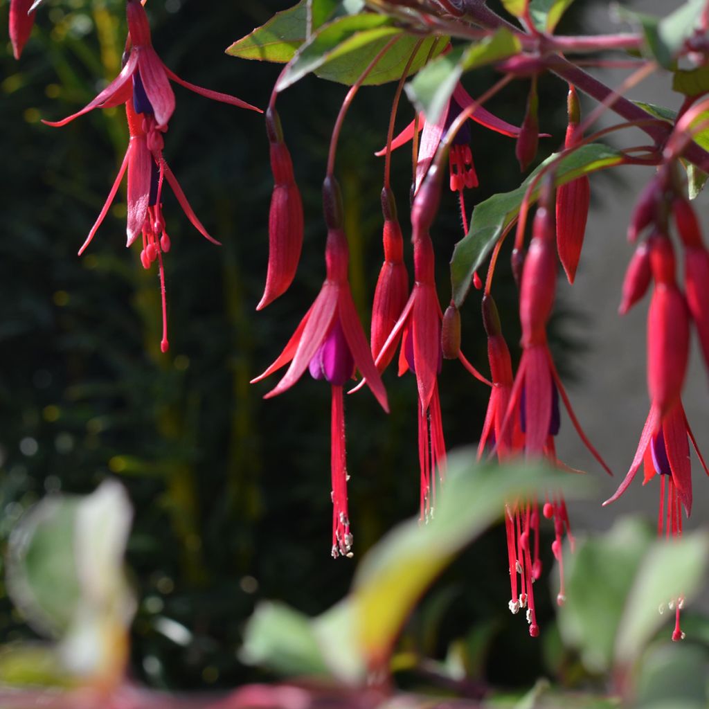 Fuchsia magellanica var. gracilis