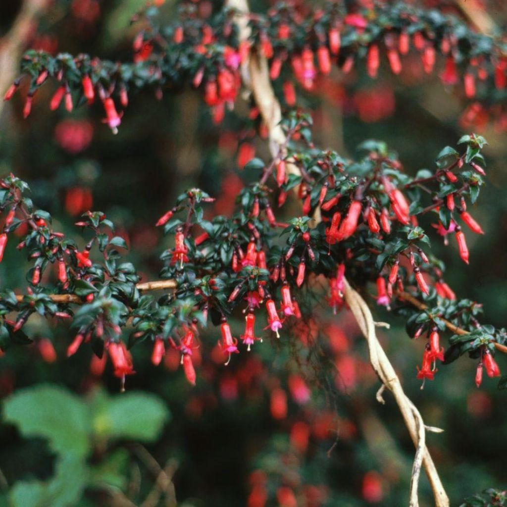 Fuchsia microphylla subsp. hemschleiana subsp. hemschleiana