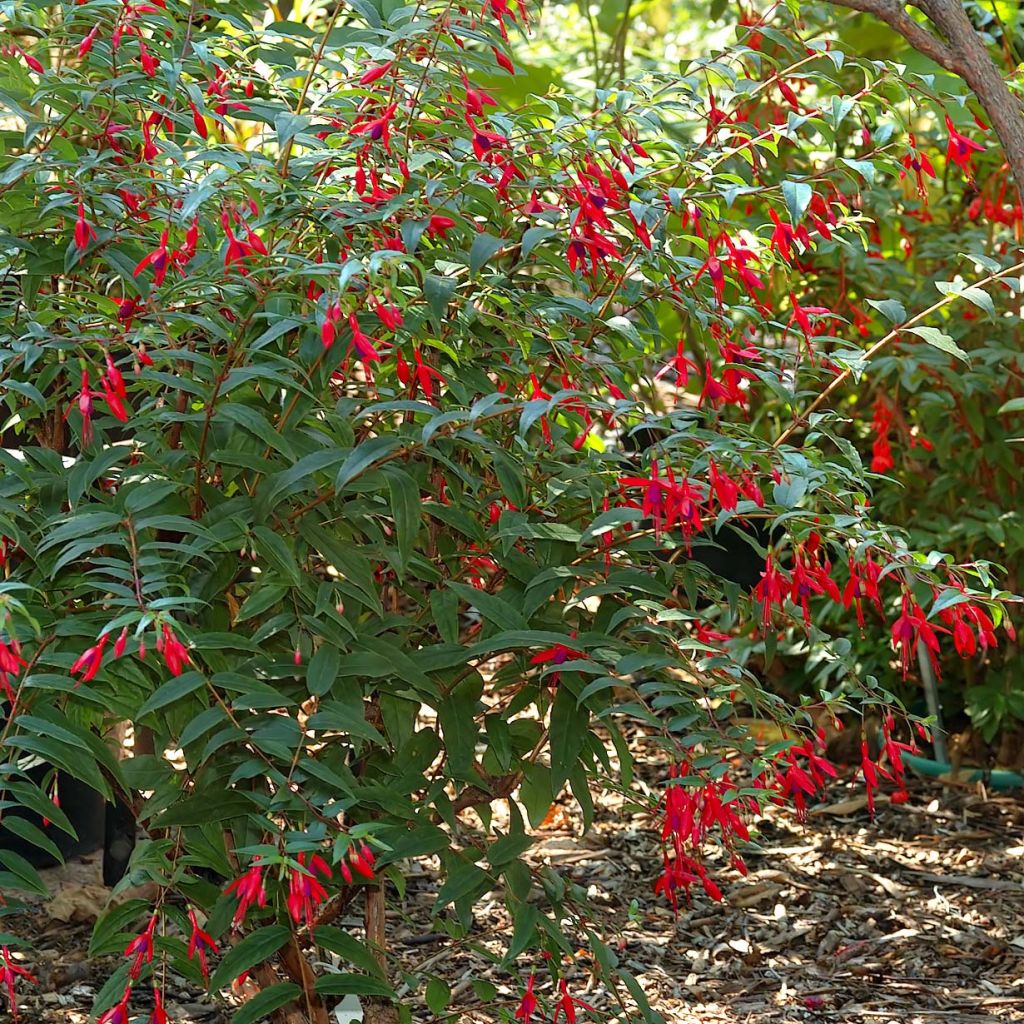 Fuchsia regia Reitzii