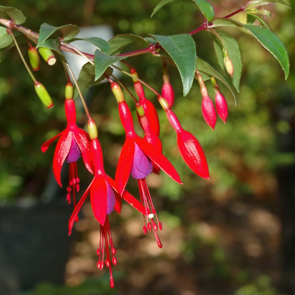 Fuchsia regia Reitzii