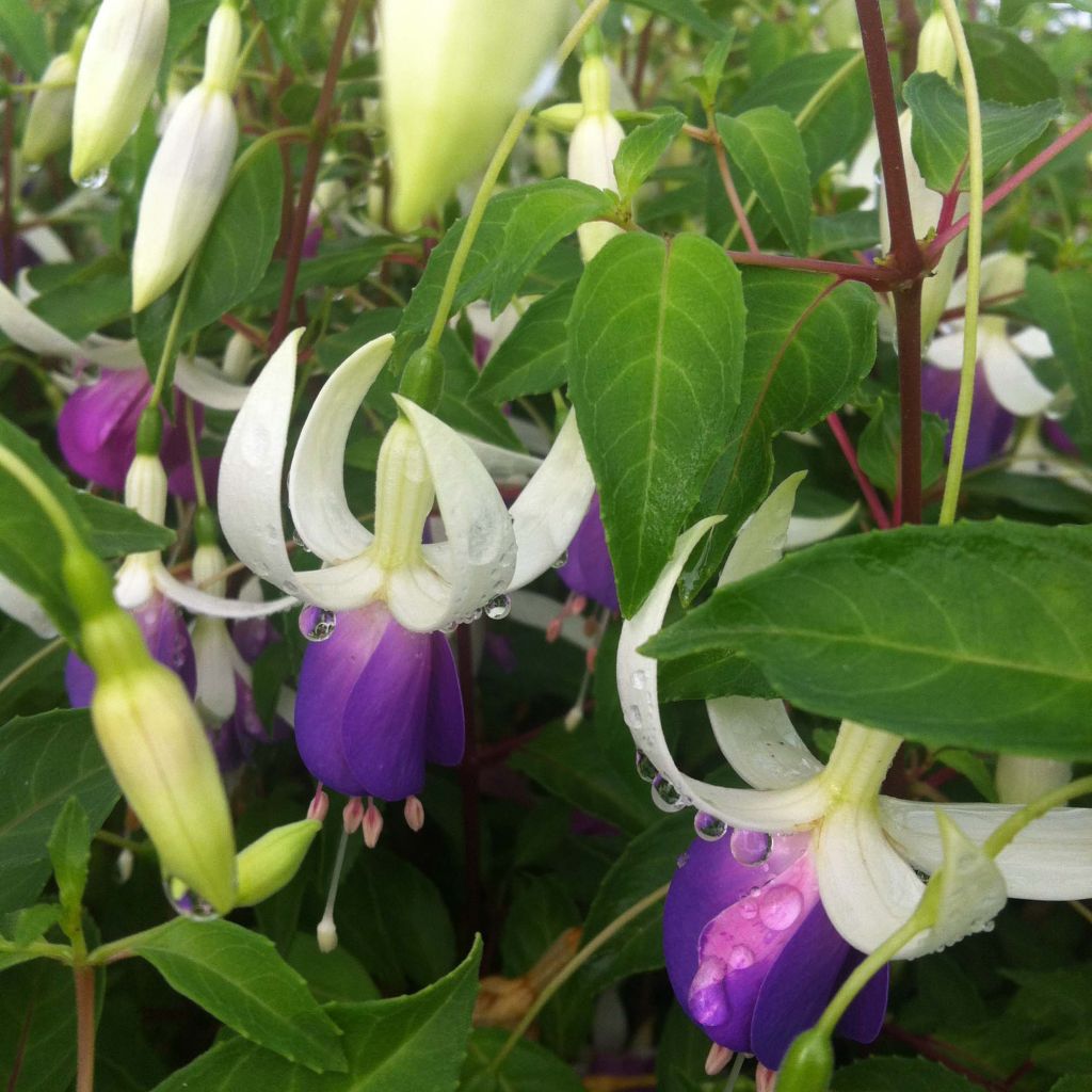 Fuchsia Blue Sarah