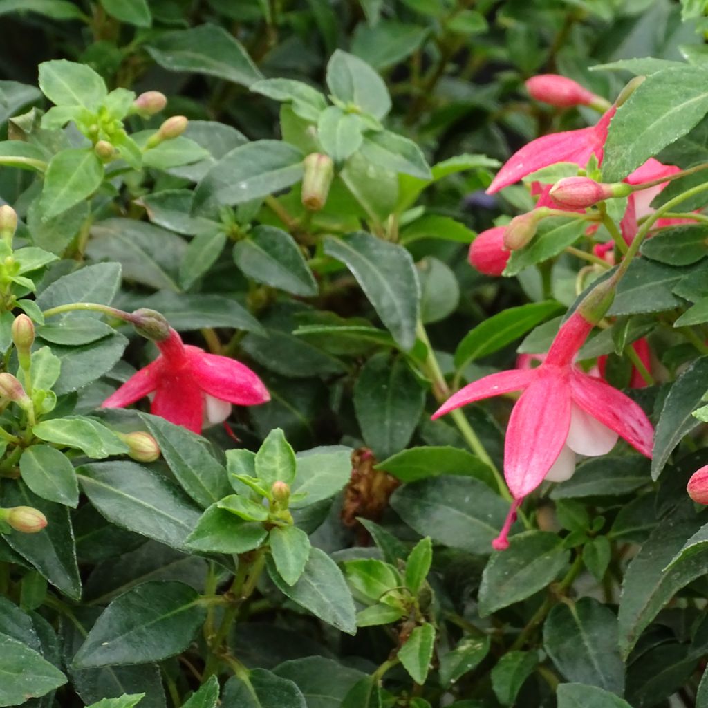 Fuchsia venusta Lady Thumb