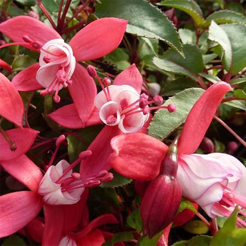 Fuchsia Madame Cornelissen
