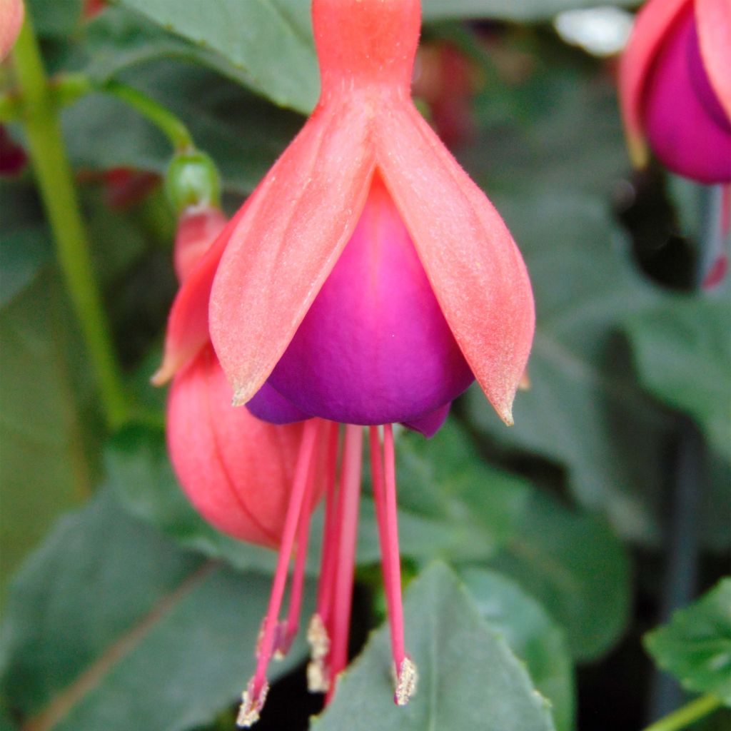 Fuchsia Mrs Popple