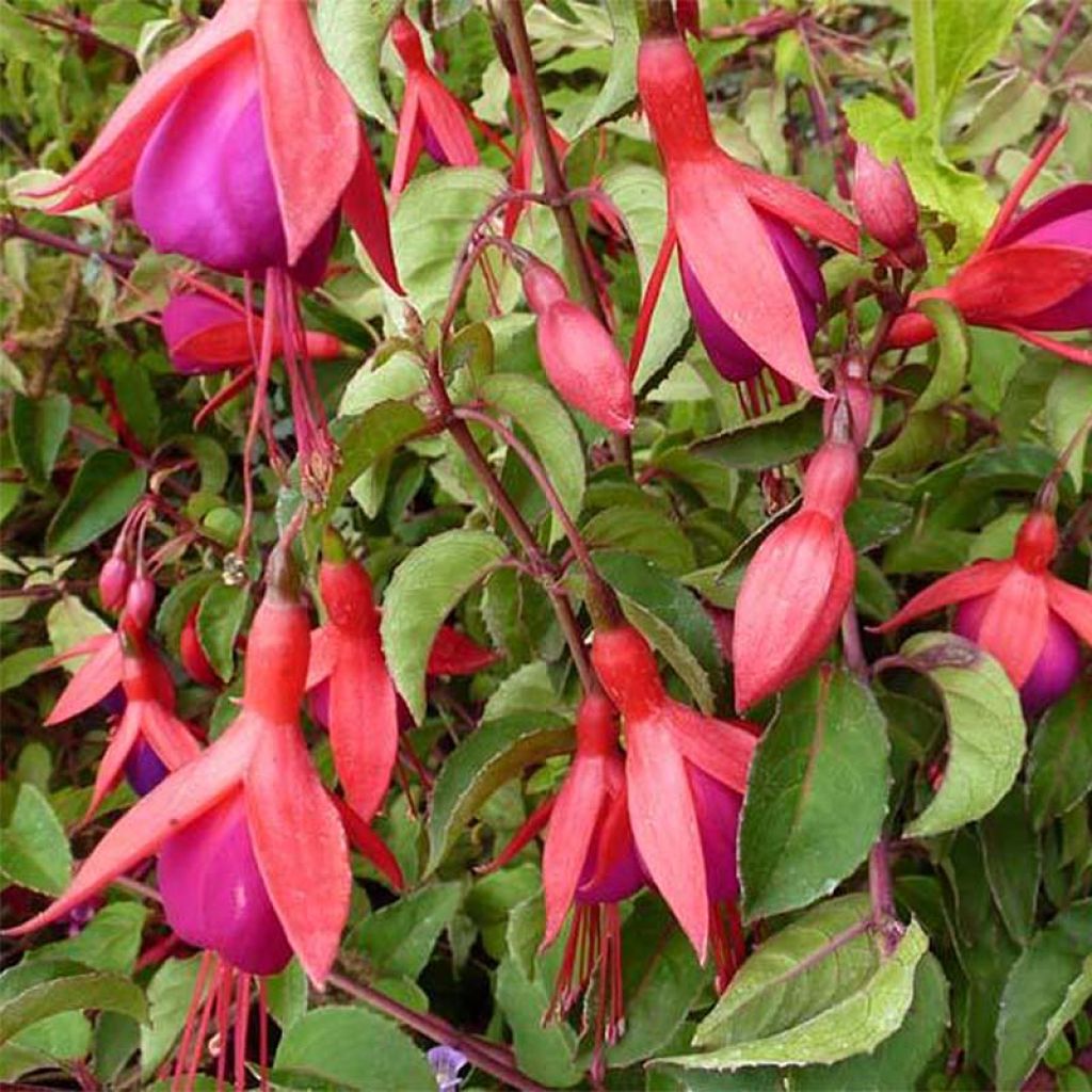 Fuchsia Mrs Popple