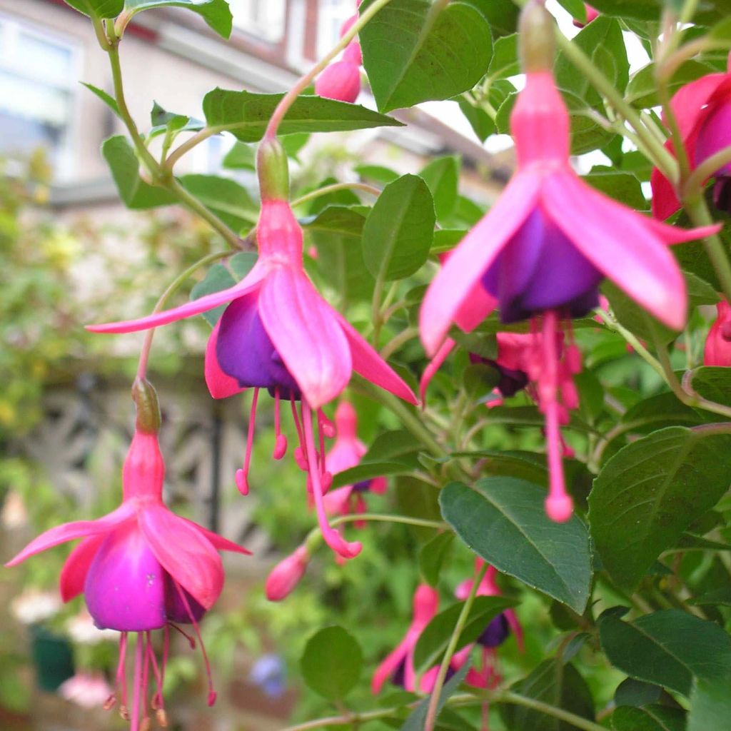 Fuchsia venusta Tom Thumb