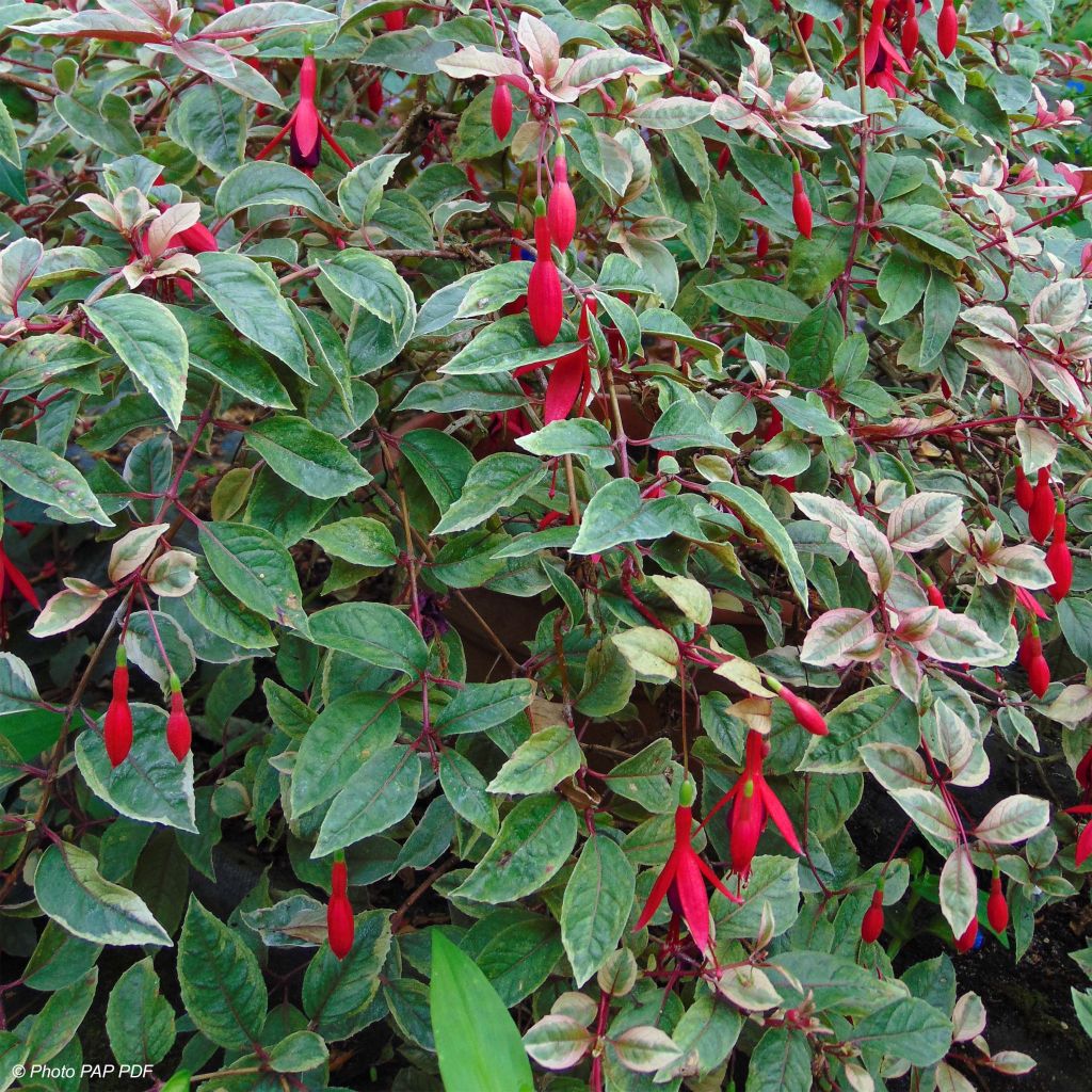 Fuchsia Tom West
