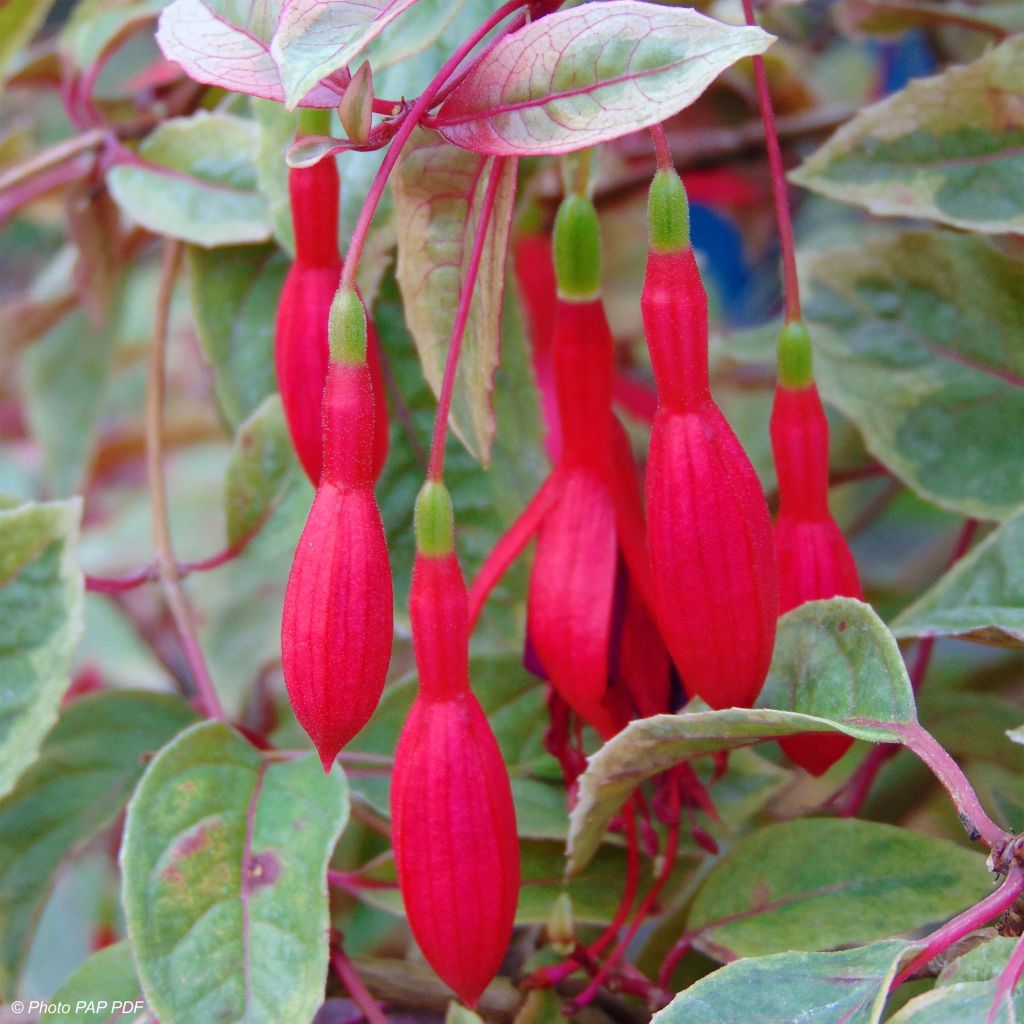 Fuchsia Tom West